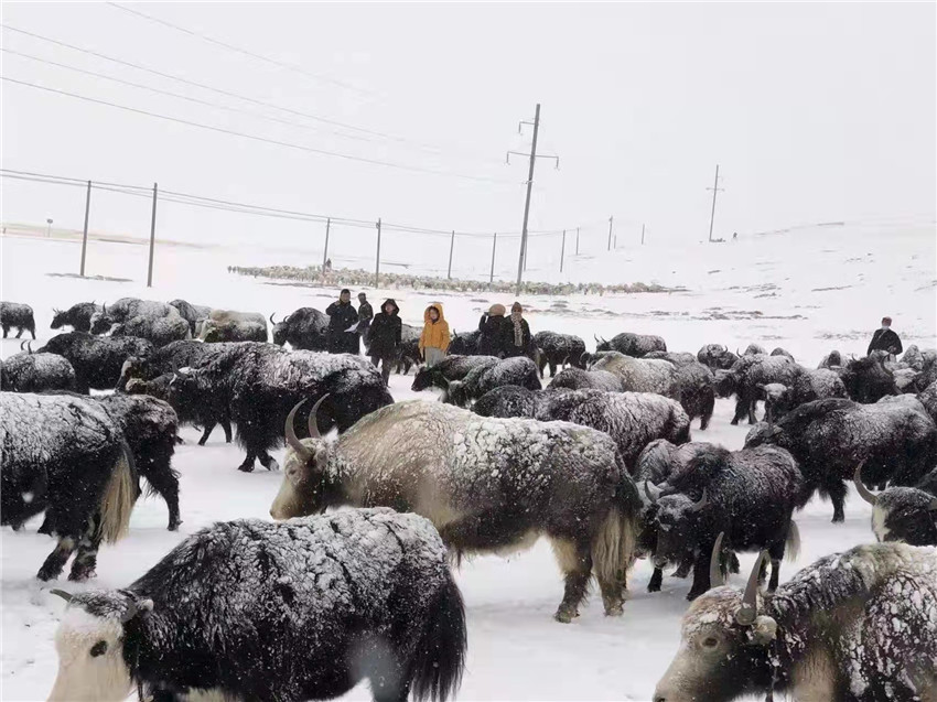 地處“云端之上”生命禁區(qū)“的農(nóng)行石渠支行80后青年益西多吉說”今年疫情流行，大伙冒雪下鄉(xiāng)送金融服務(wù)，新年首日就為農(nóng)戶發(fā)放了3000多萬元，點(diǎn)亮百姓牦牛致富夢，疫情終將過去，筑夢春天，我們協(xié)力點(diǎn)燃牧民發(fā)展信心“.jpg