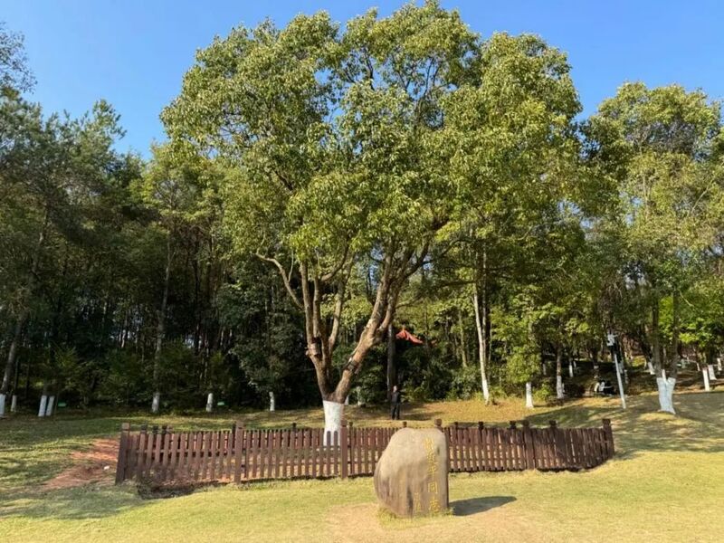 習(xí)近平同志為福建省長(zhǎng)汀縣水土保持科教園捐種的香樟樹(shù)。圖源：學(xué)習(xí)時(shí)報(bào)