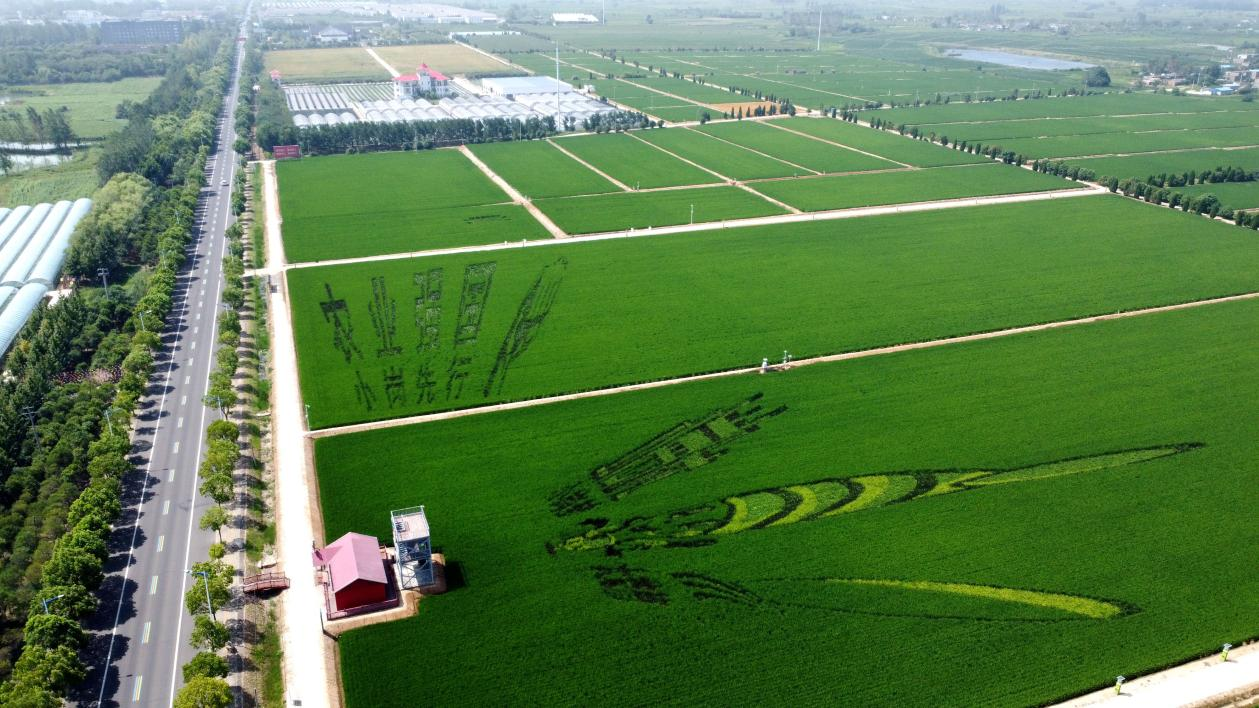 俯瞰小崗村高標準農(nóng)田。鳳陽縣委宣傳部供圖